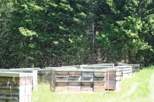 bienenvoelker-324_399_large_x1_EObBL12Uym