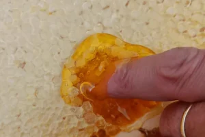 honig-aus-wabe_large_x1_pTU8c_KCe8