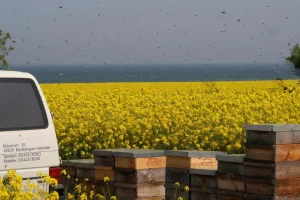 rapshonig_562_large_x1_e-uXKaHff3