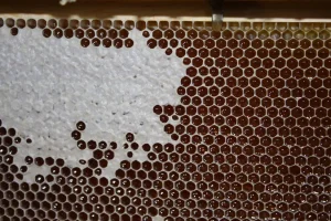 waldhonigwaben_large_x1_c79TKXP1oy